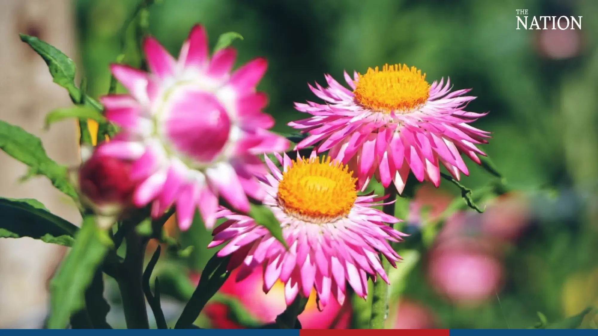 Visitors flock to Phitsanulok to marvel at fields of blooms - Photo 15