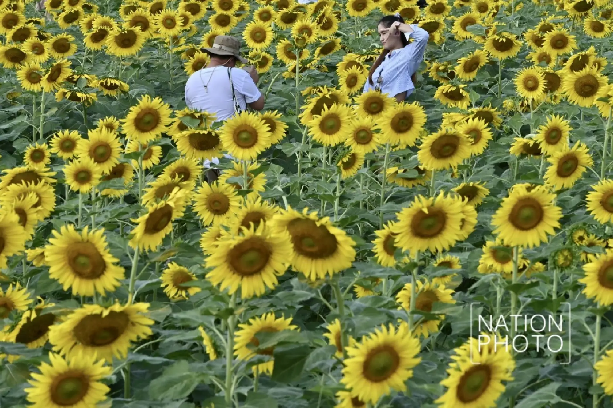 Tourists enjoy Pathum Thani’s blooming sunflower wonderland - Photo 9