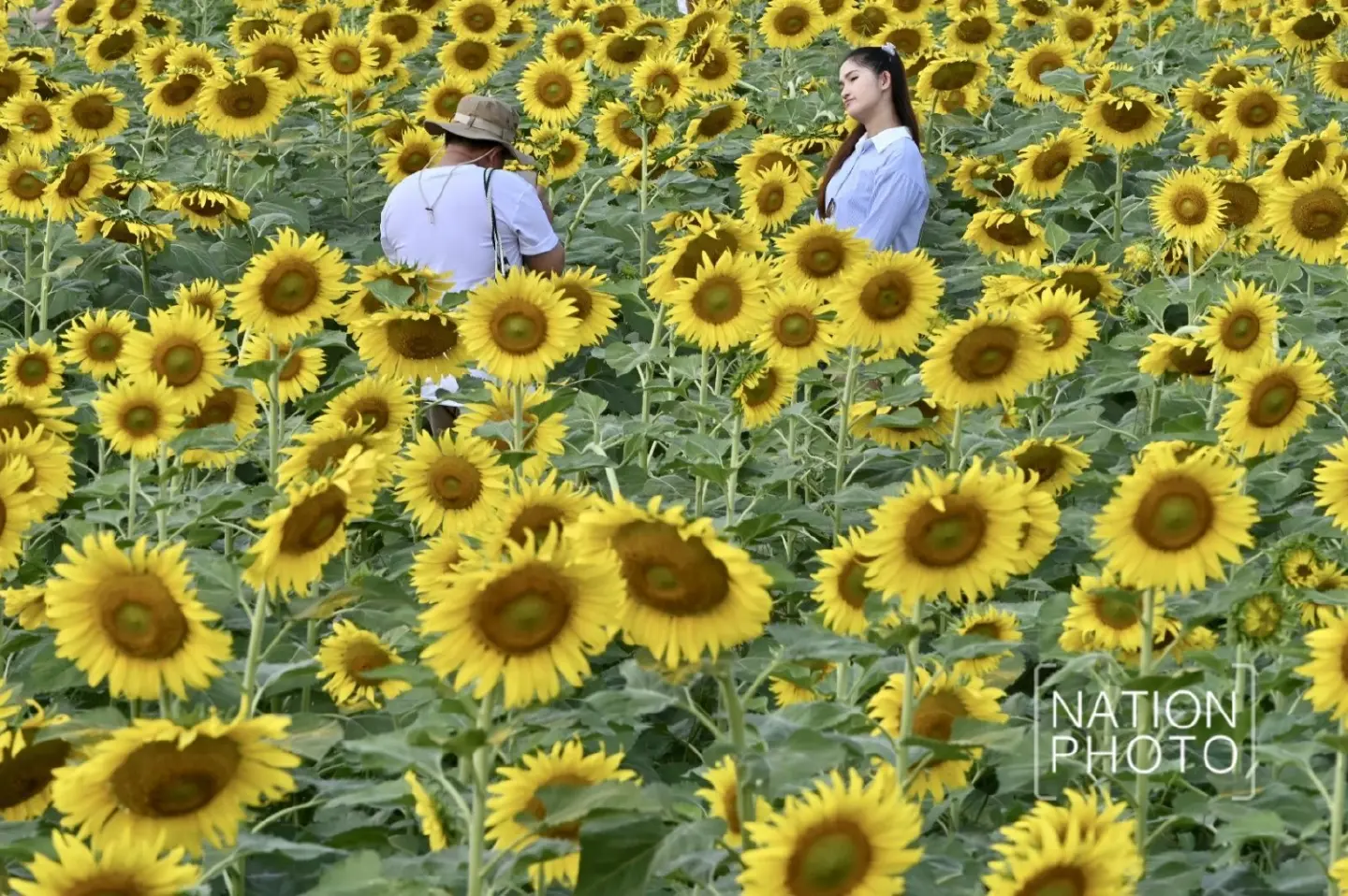 Tourists enjoy Pathum Thani’s blooming sunflower wonderland - Photo 4