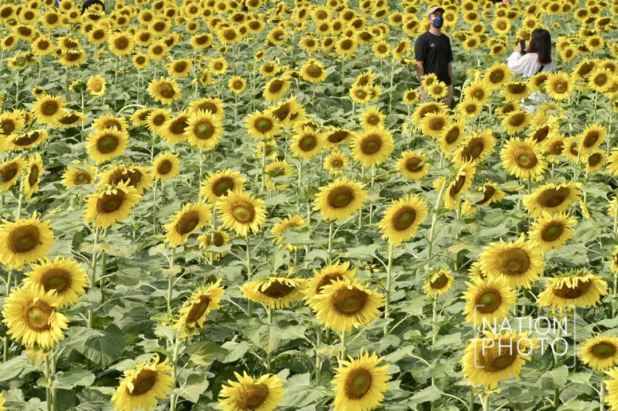 Tourists enjoy Pathum Thani’s blooming sunflower wonderland - Photo 24