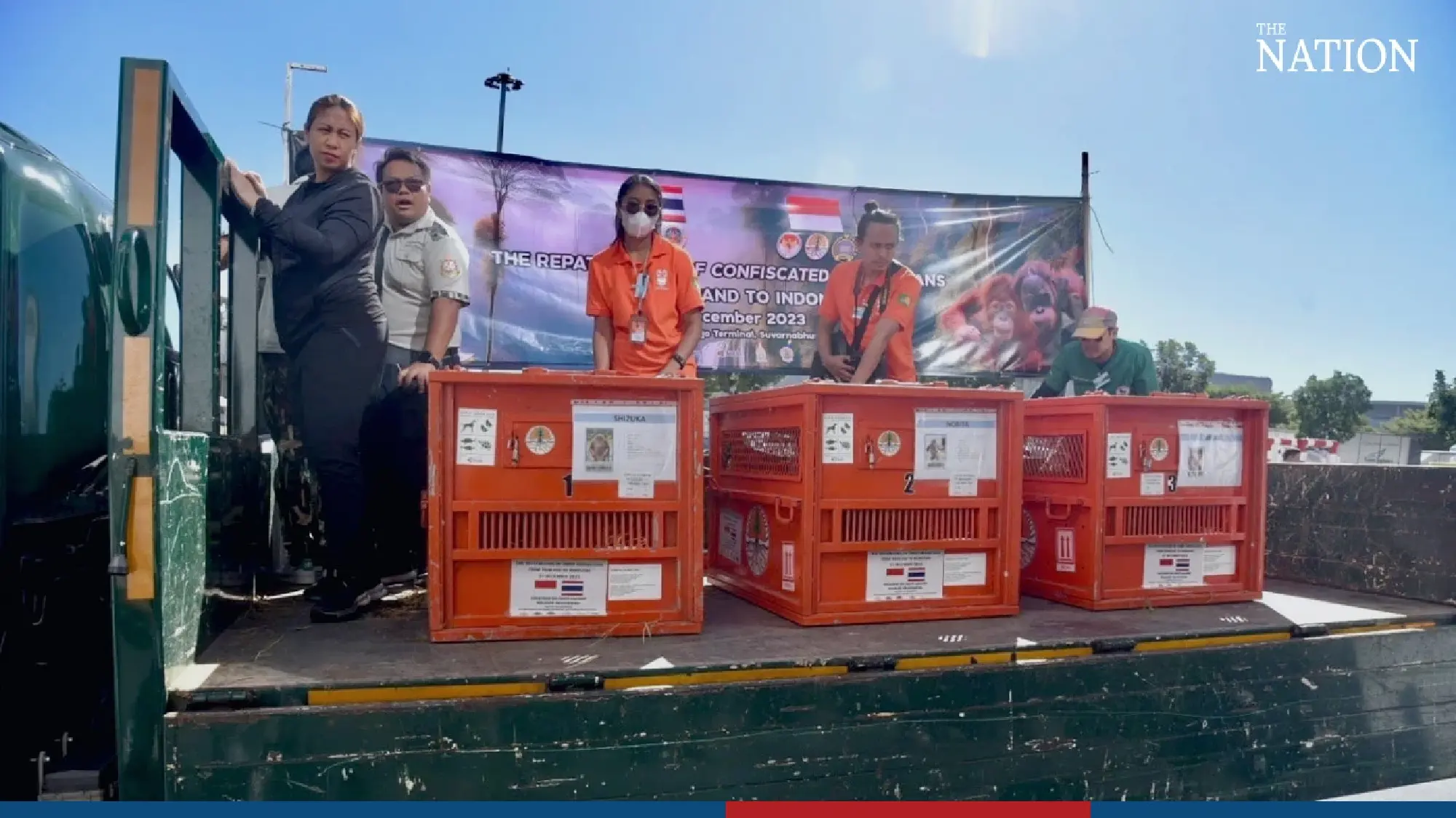 3 orangutans returned to Indonesia - Photo 5