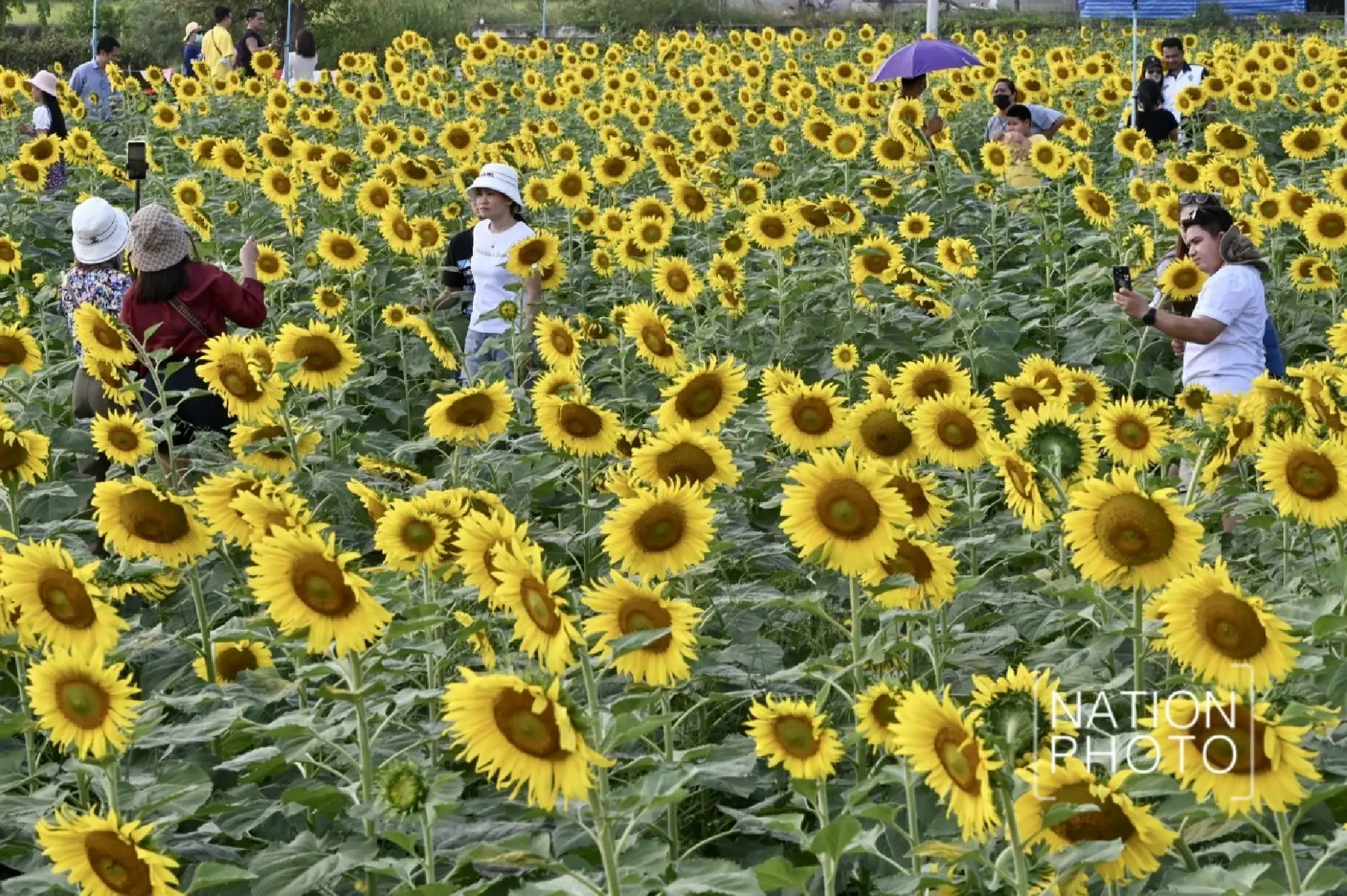 Tourists enjoy Pathum Thani’s blooming sunflower wonderland - Photo 22