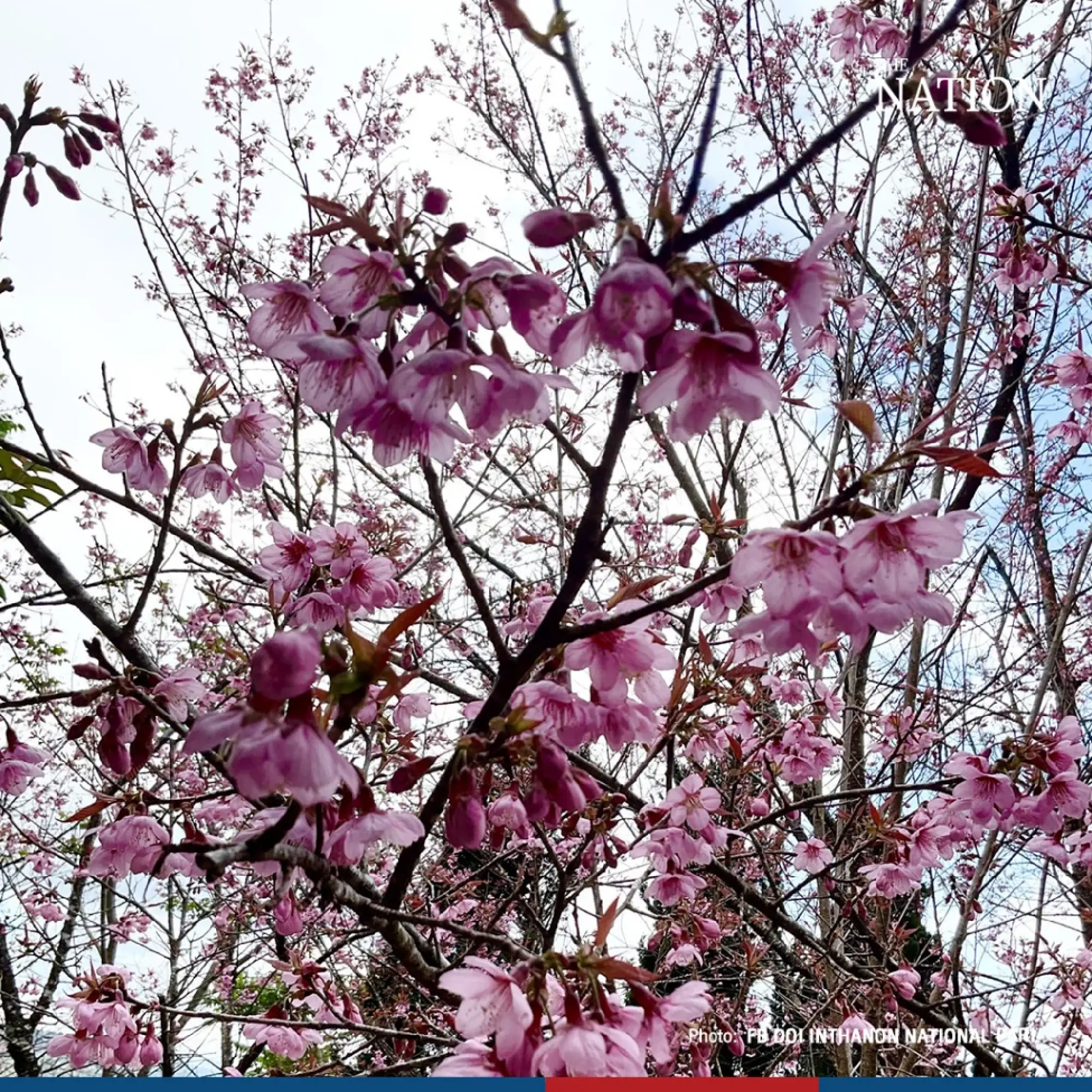 sakura - Photo 4