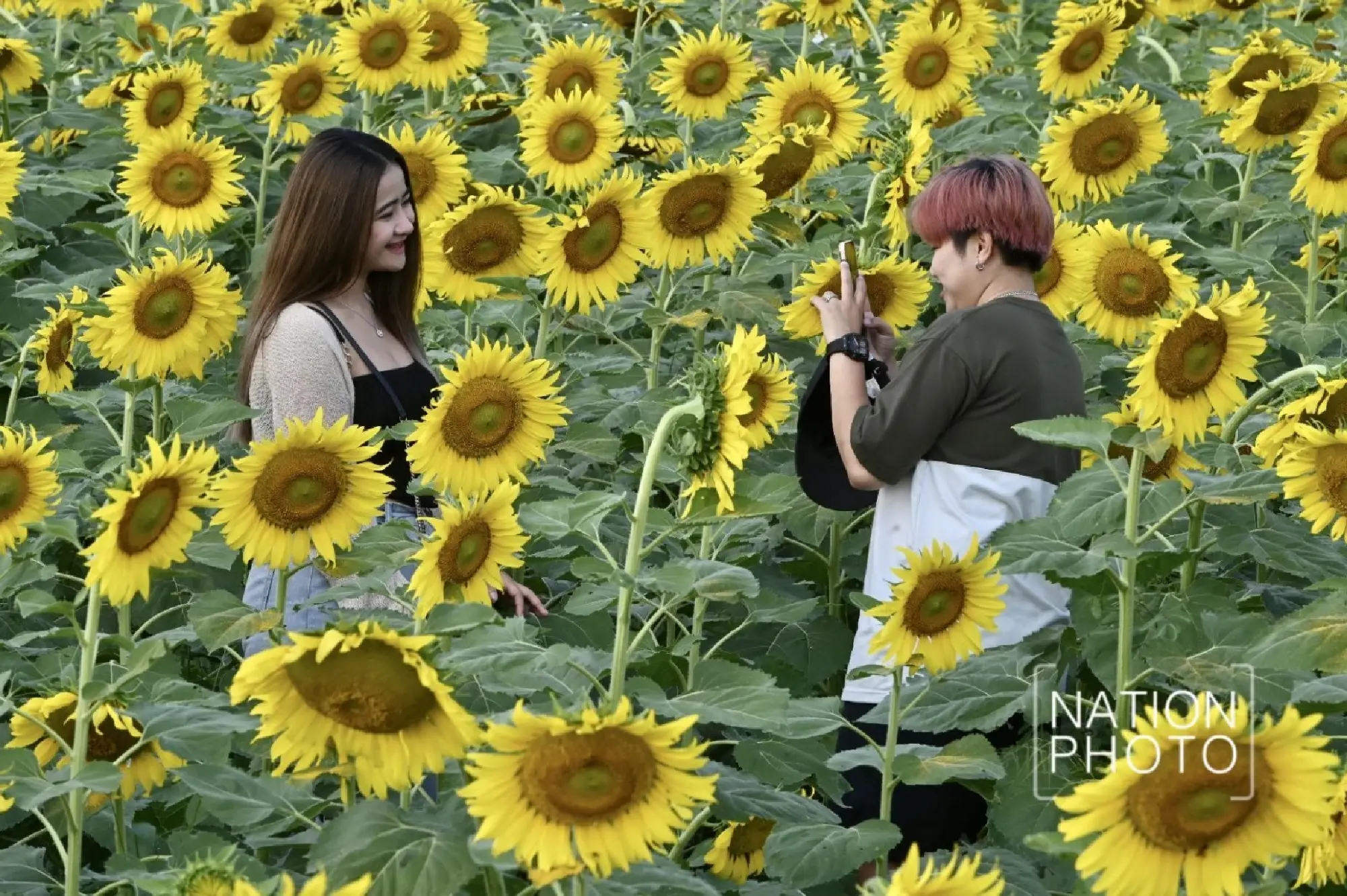 Tourists enjoy Pathum Thani’s blooming sunflower wonderland - Photo 28