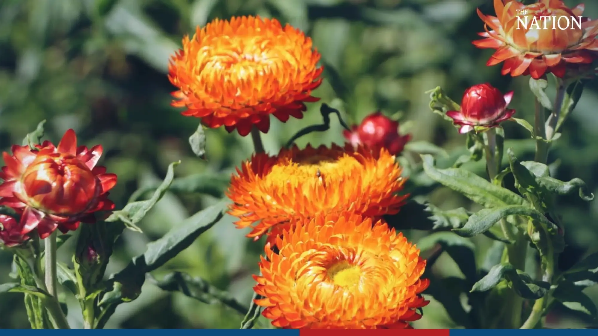 Visitors flock to Phitsanulok to marvel at fields of blooms - Photo 14