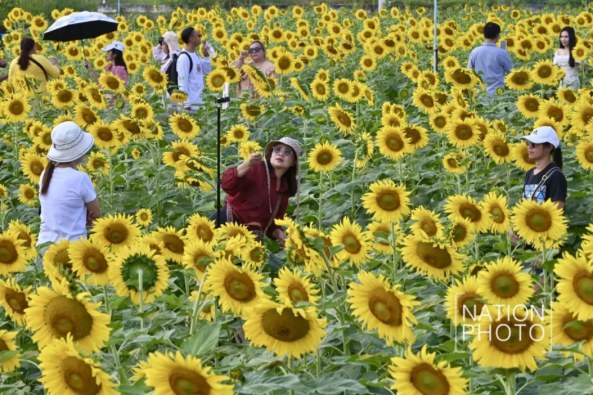 Tourists enjoy Pathum Thani’s blooming sunflower wonderland - Photo 16