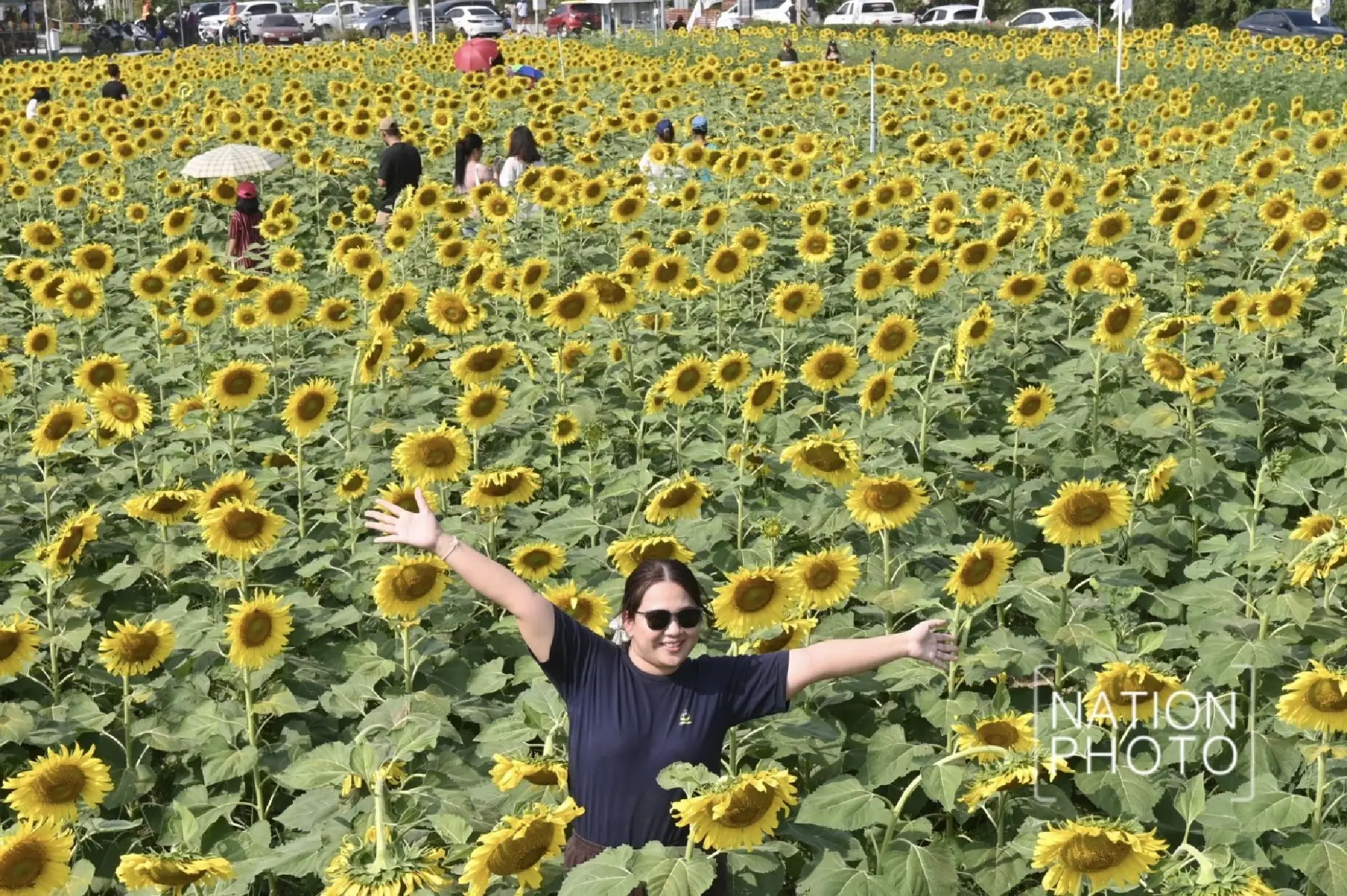 Tourists enjoy Pathum Thani’s blooming sunflower wonderland - Photo 18