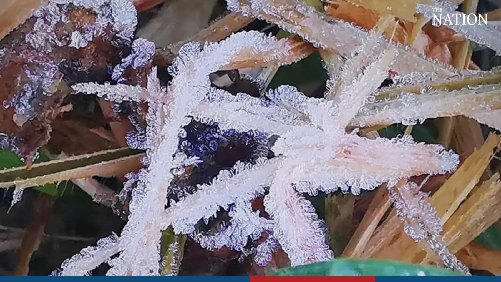 Icy splendour on Doi Inthanon - Photo 3