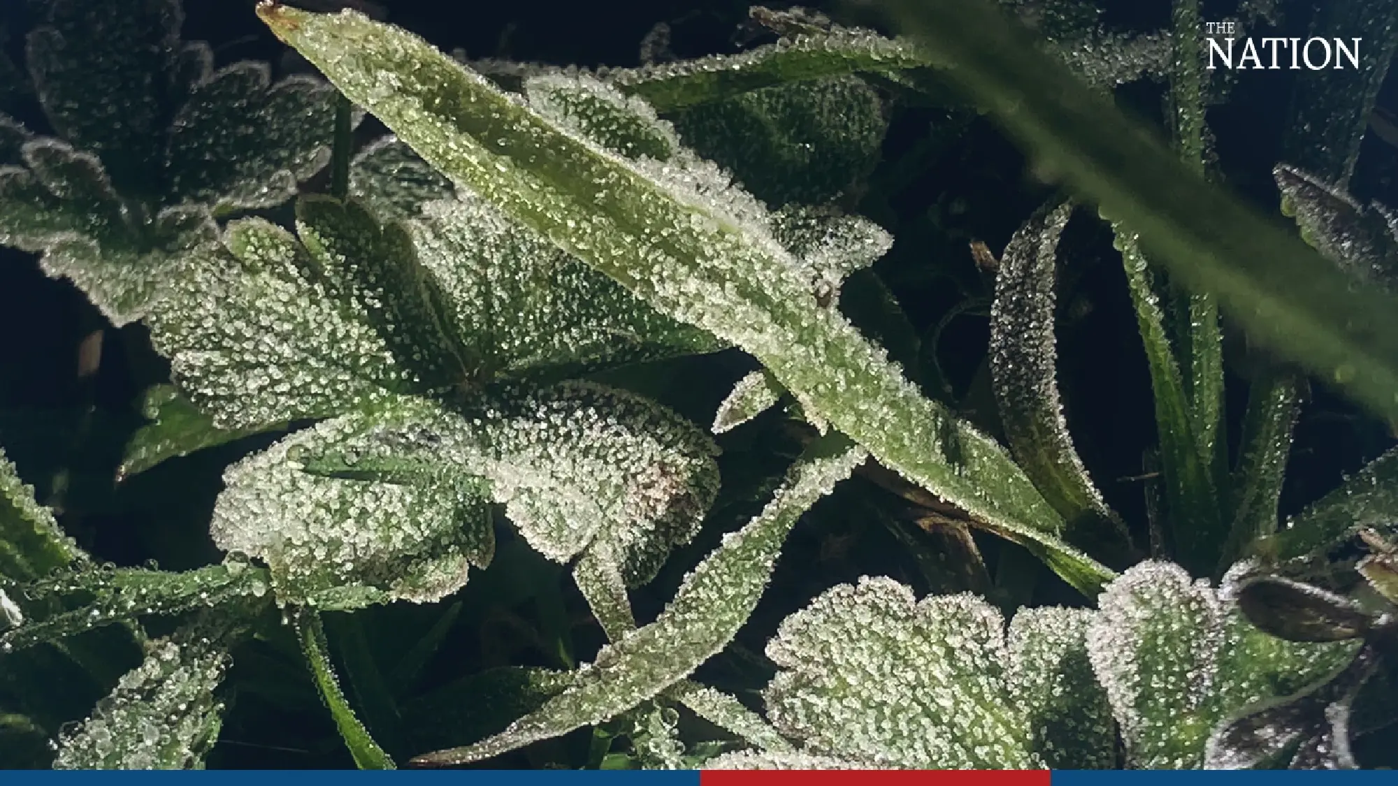 Hoarfrost blankets Doi Inthanon - Photo 1
