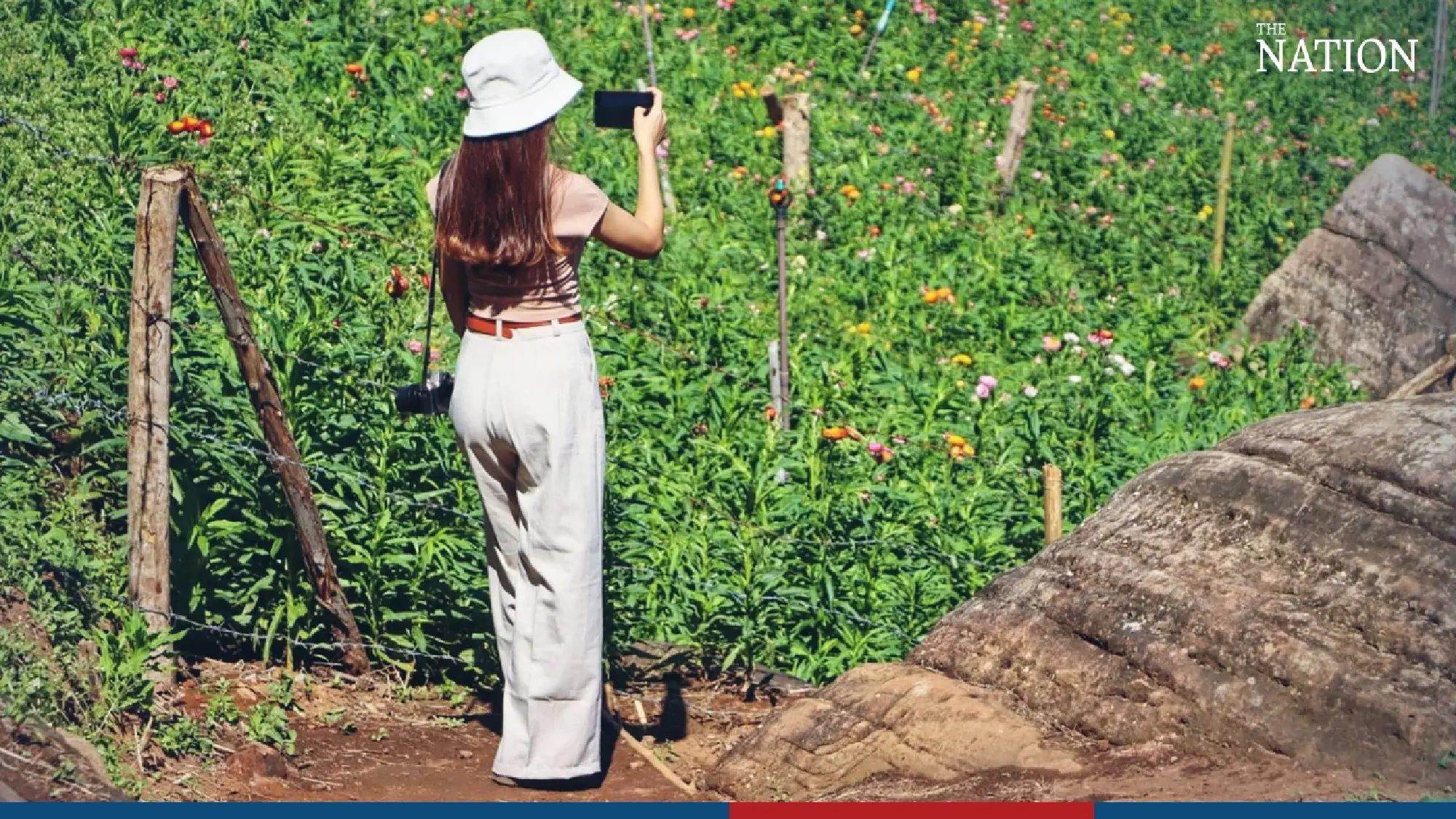 Visitors flock to Phitsanulok to marvel at fields of blooms - Photo 3