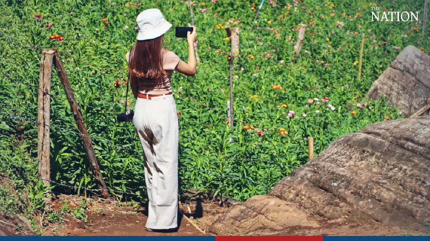 Visitors flock to Phitsanulok to marvel at fields of blooms - Photo 3