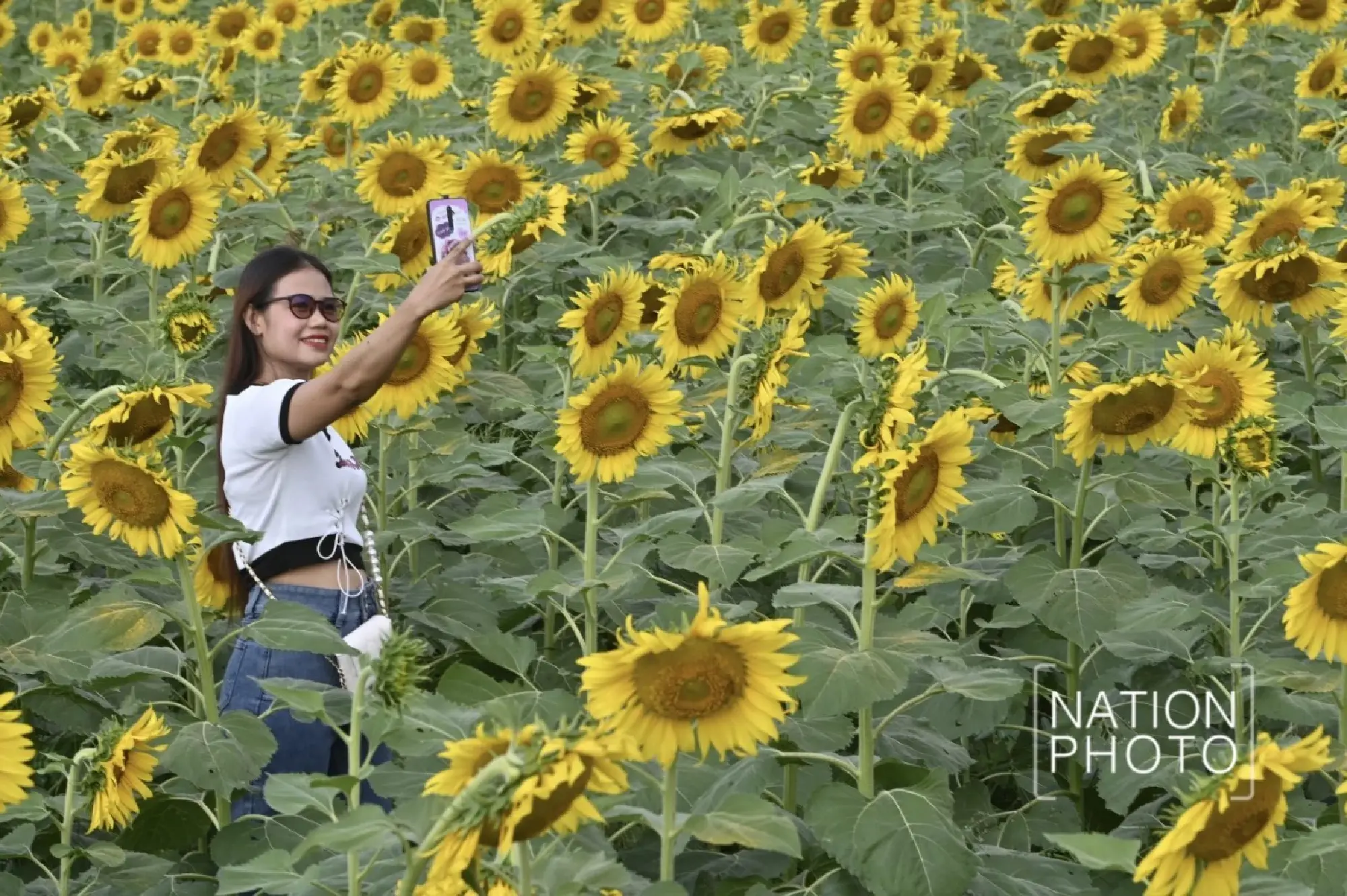 Tourists enjoy Pathum Thani’s blooming sunflower wonderland - Photo 19