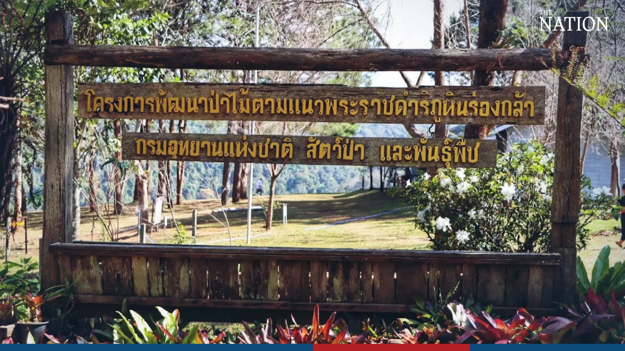 Visitors flock to Phitsanulok to marvel at fields of blooms - Photo 9