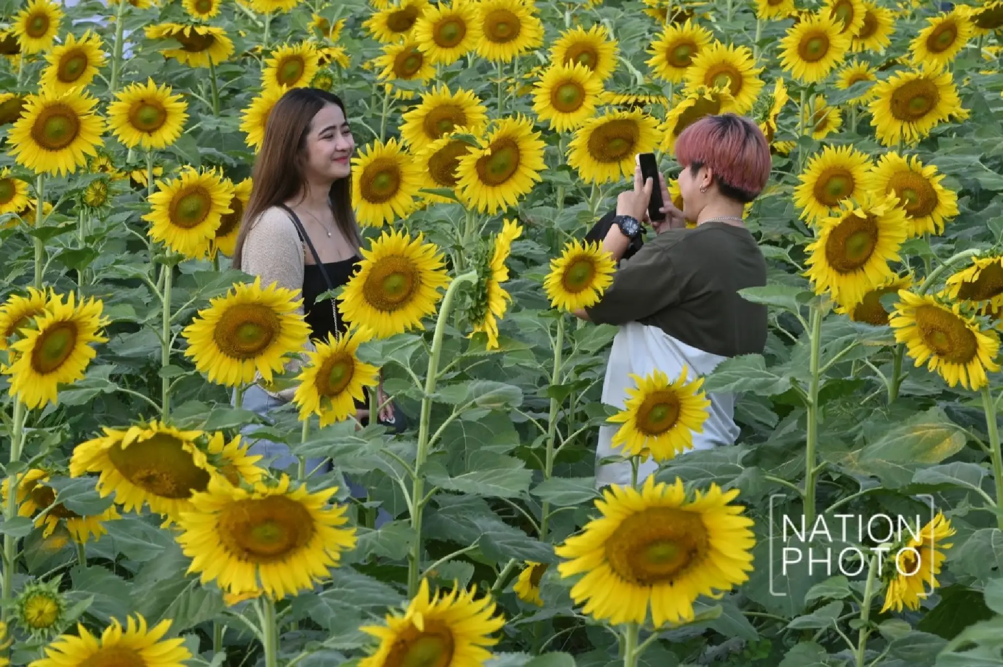 Tourists enjoy Pathum Thani’s blooming sunflower wonderland - Photo 3