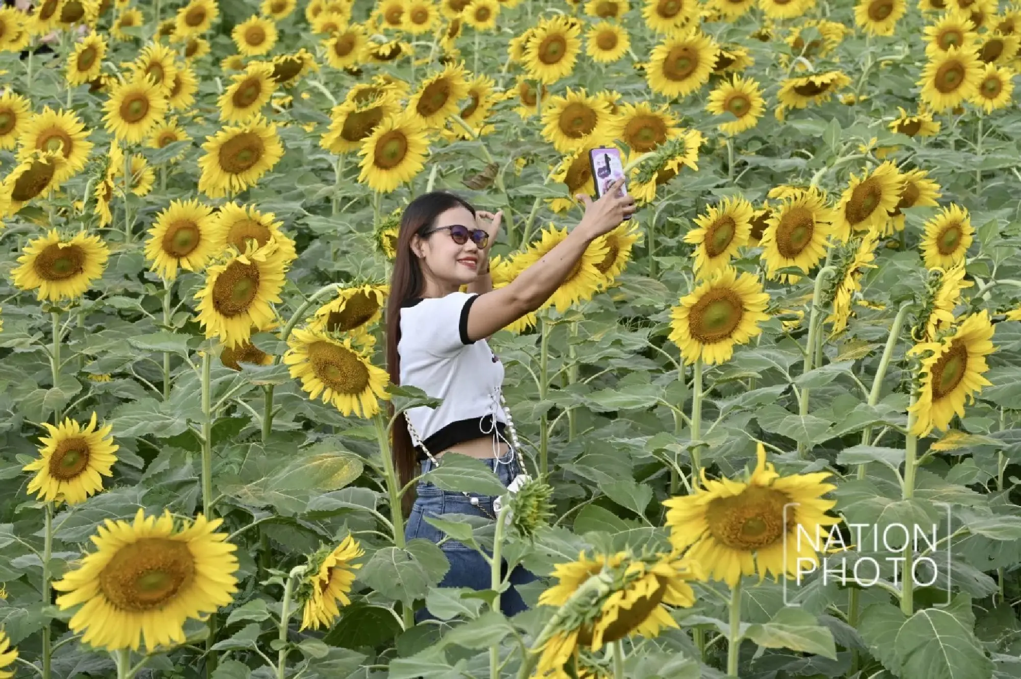 Tourists enjoy Pathum Thani’s blooming sunflower wonderland - Photo 11