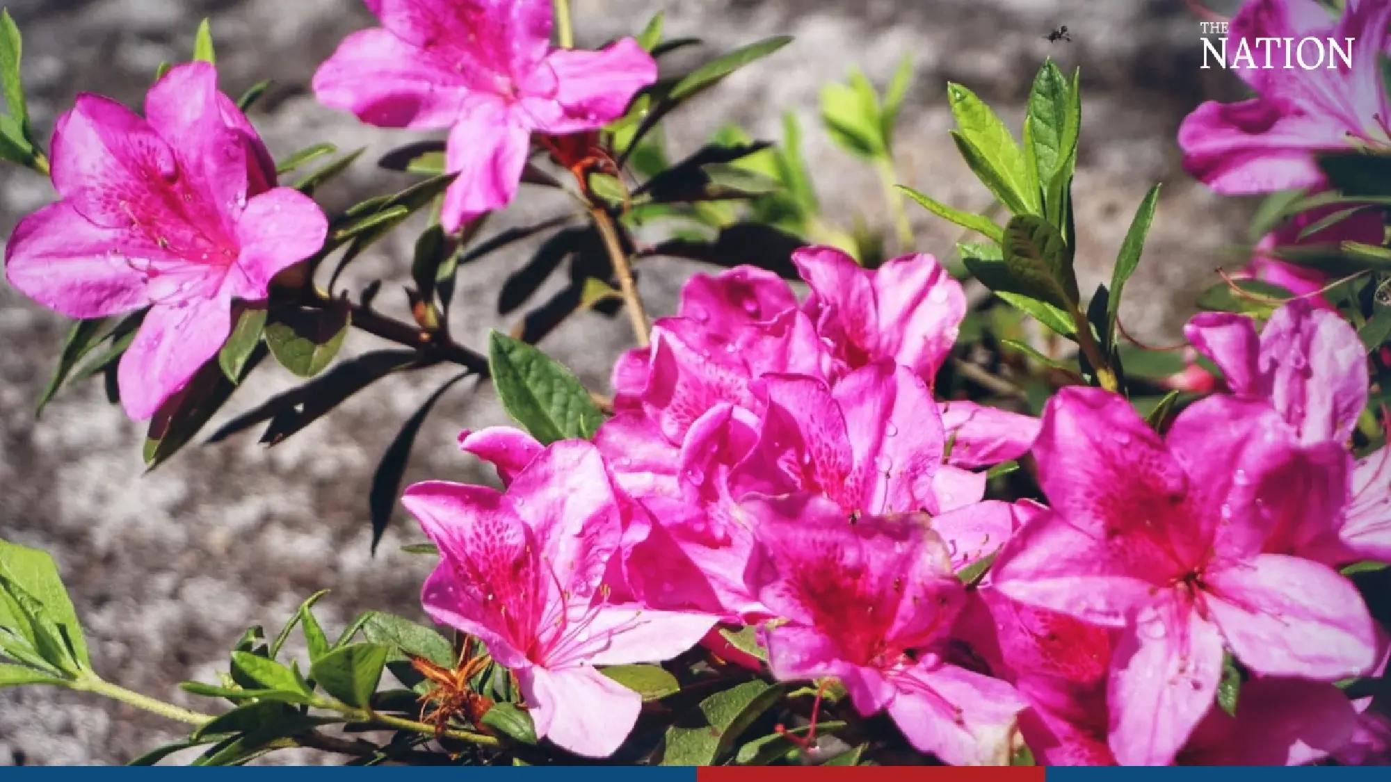 Visitors flock to Phitsanulok to marvel at fields of blooms - Photo 5