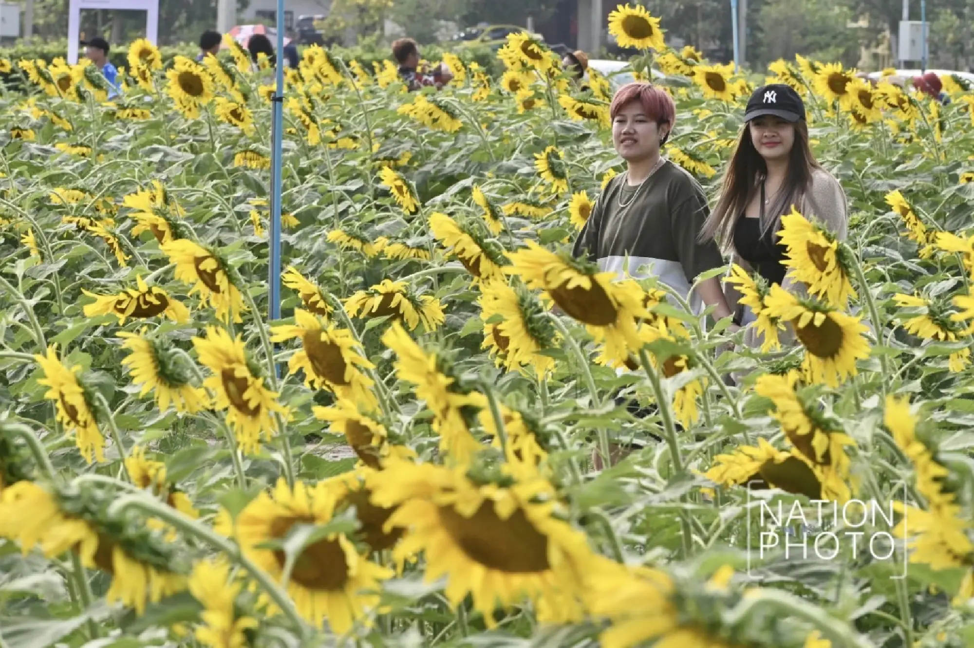 Tourists enjoy Pathum Thani’s blooming sunflower wonderland - Photo 26