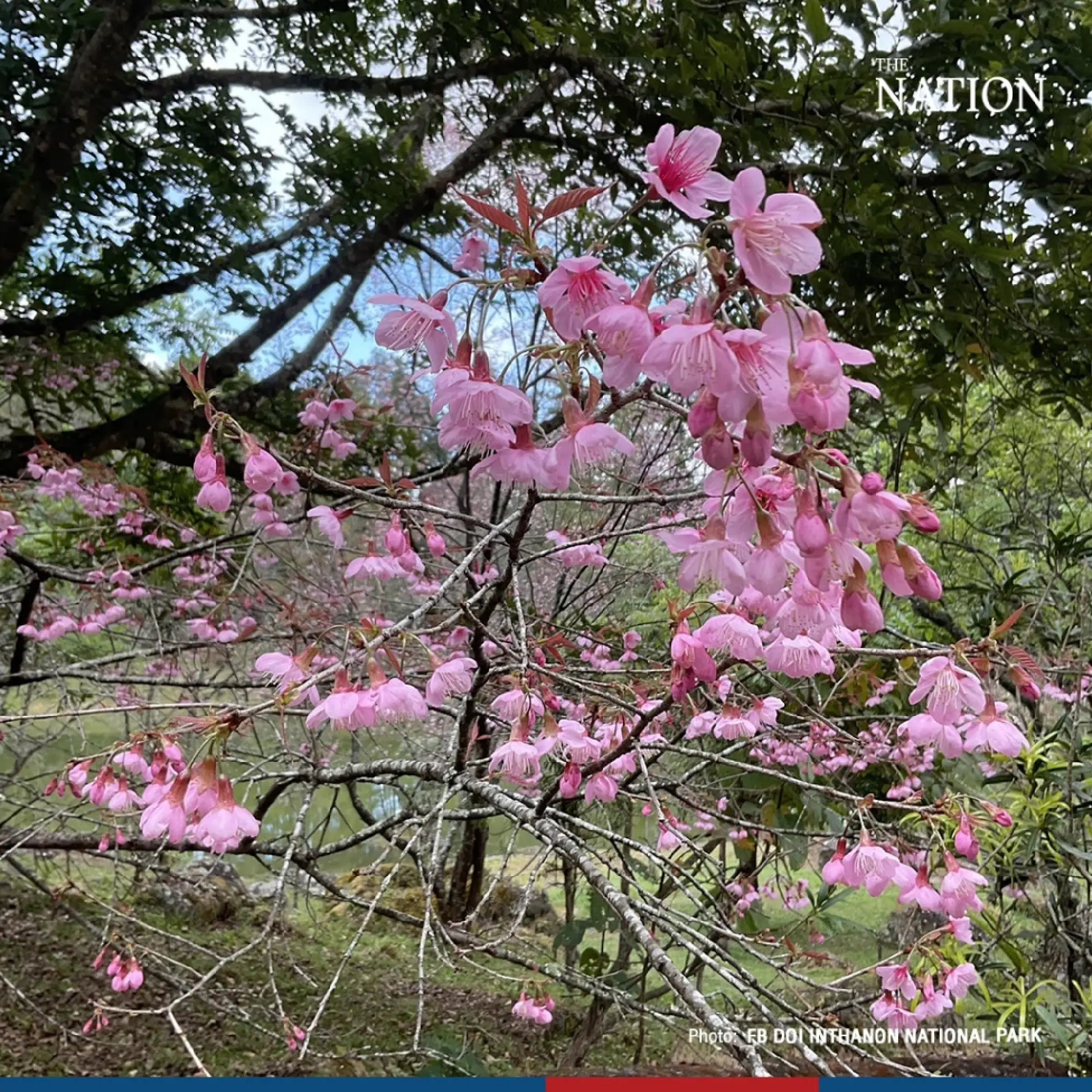 sakura - Photo 12