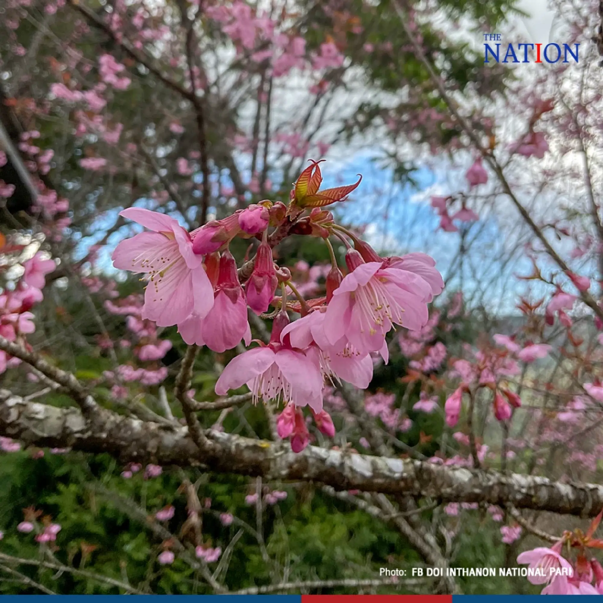 sakura - Photo 8