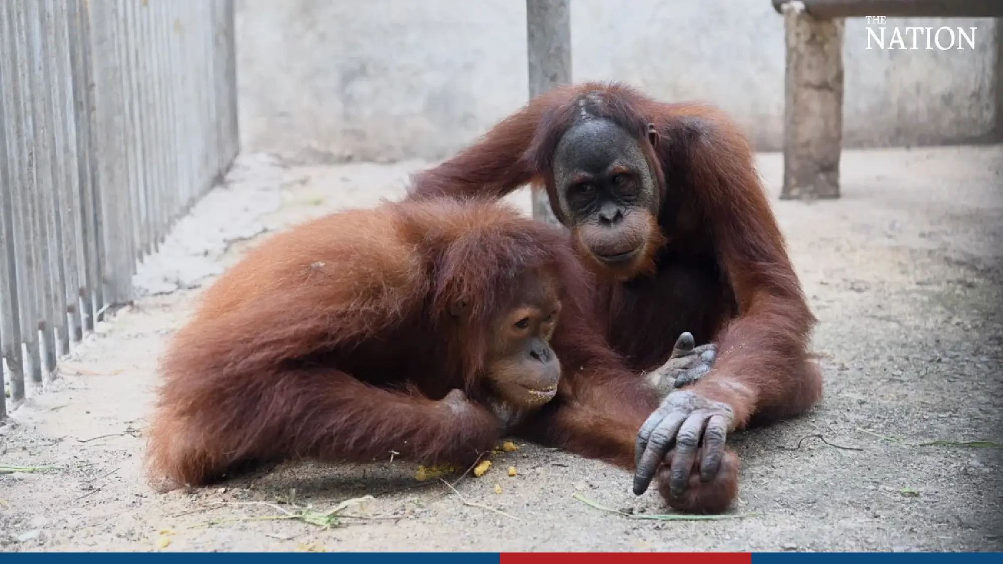 3 orangutans returned to Indonesia - Photo 6