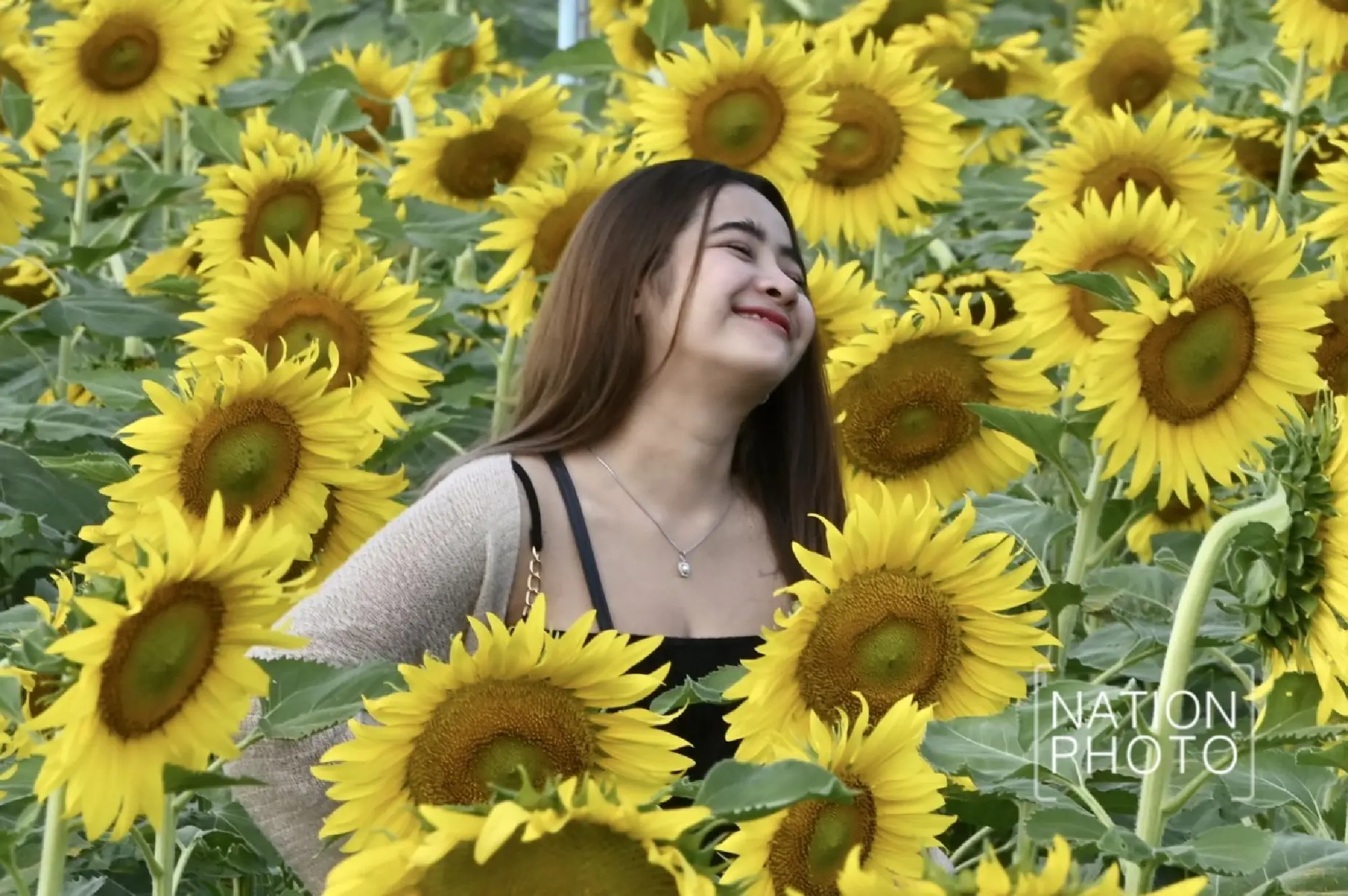 Tourists enjoy Pathum Thani’s blooming sunflower wonderland - Photo 21