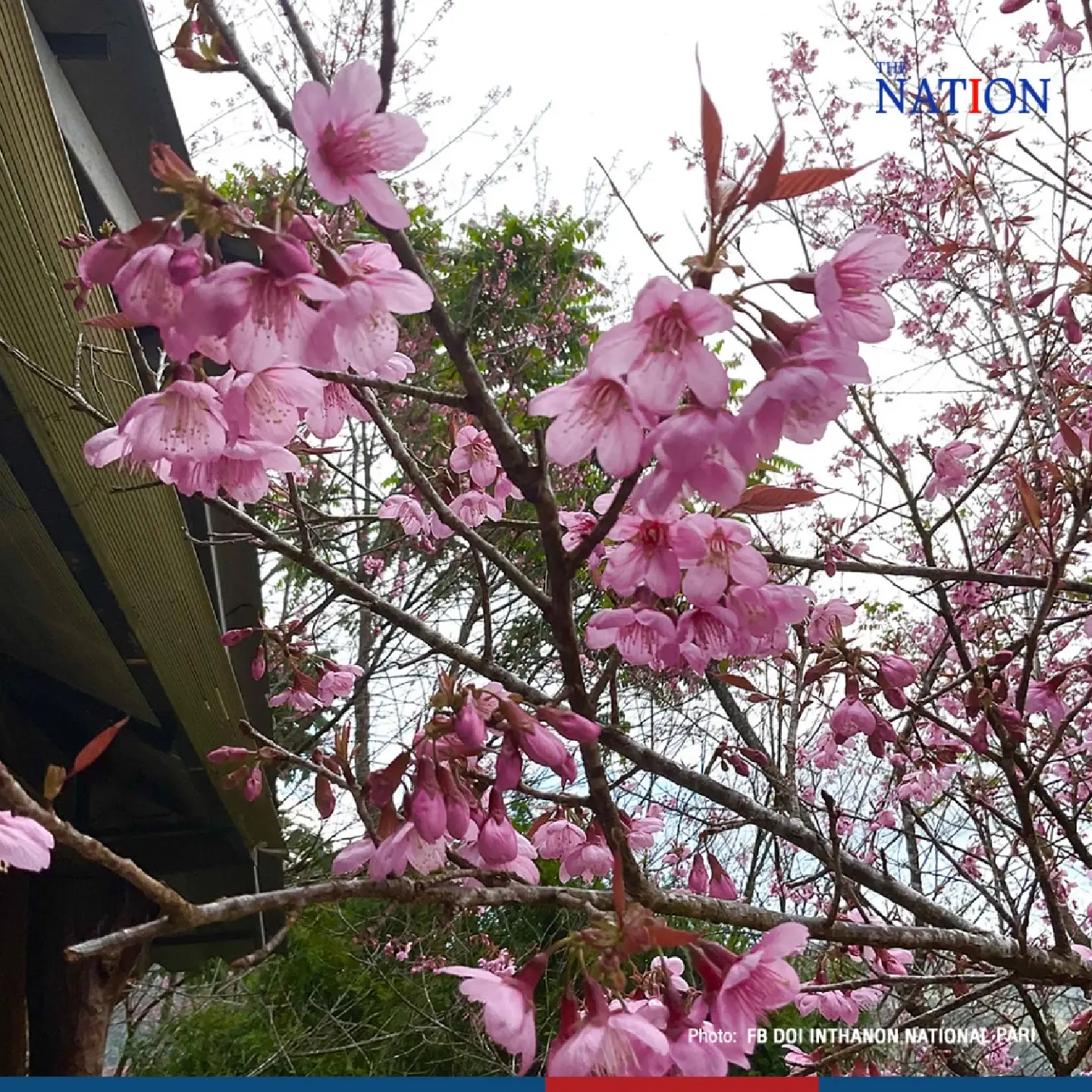 sakura - Photo 3