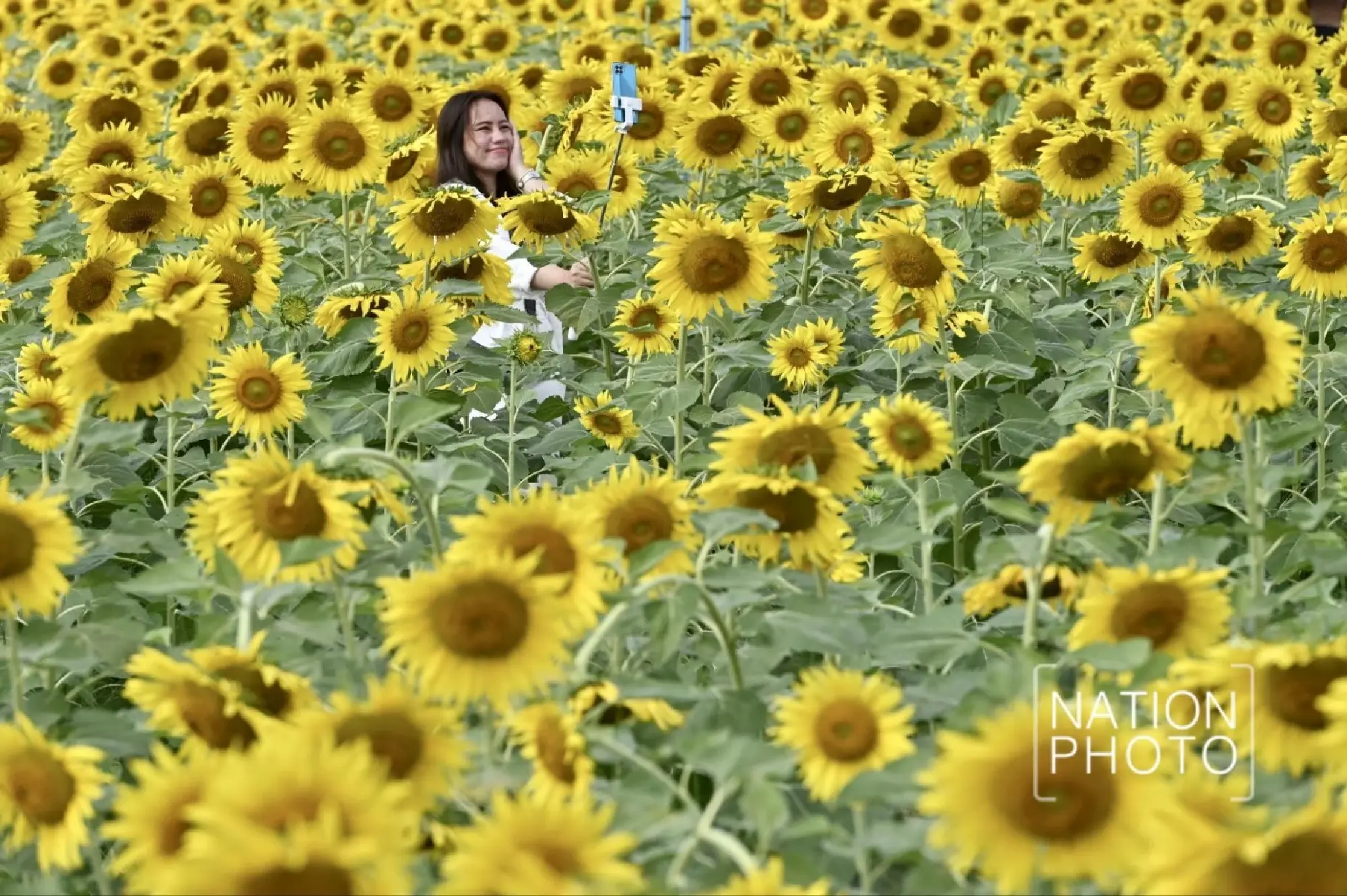 Tourists enjoy Pathum Thani’s blooming sunflower wonderland - Photo 23