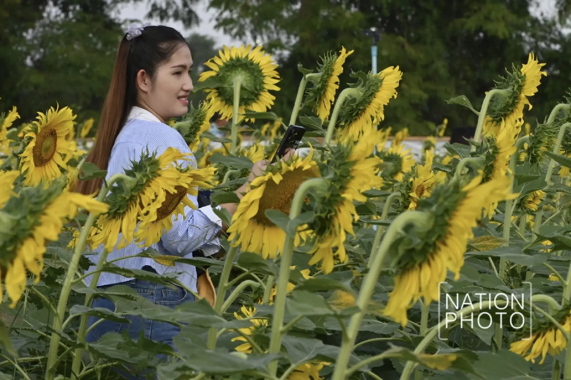 Tourists enjoy Pathum Thani’s blooming sunflower wonderland - Photo 8