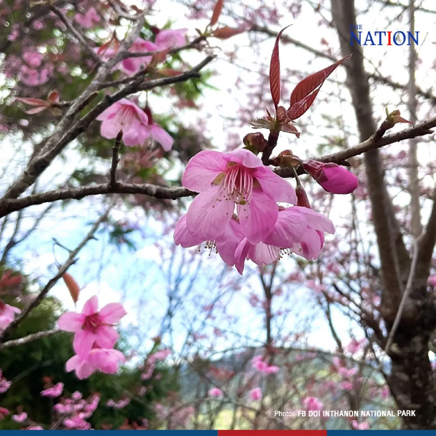 sakura - Photo 1