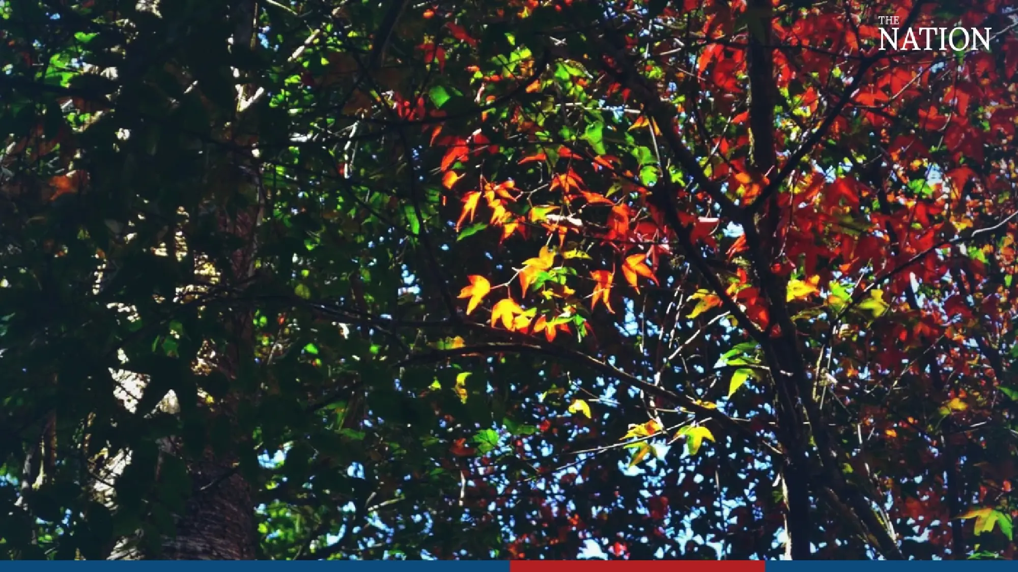 maple - Photo 8