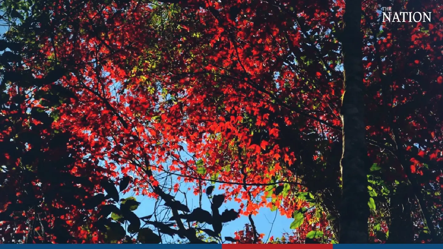 maple