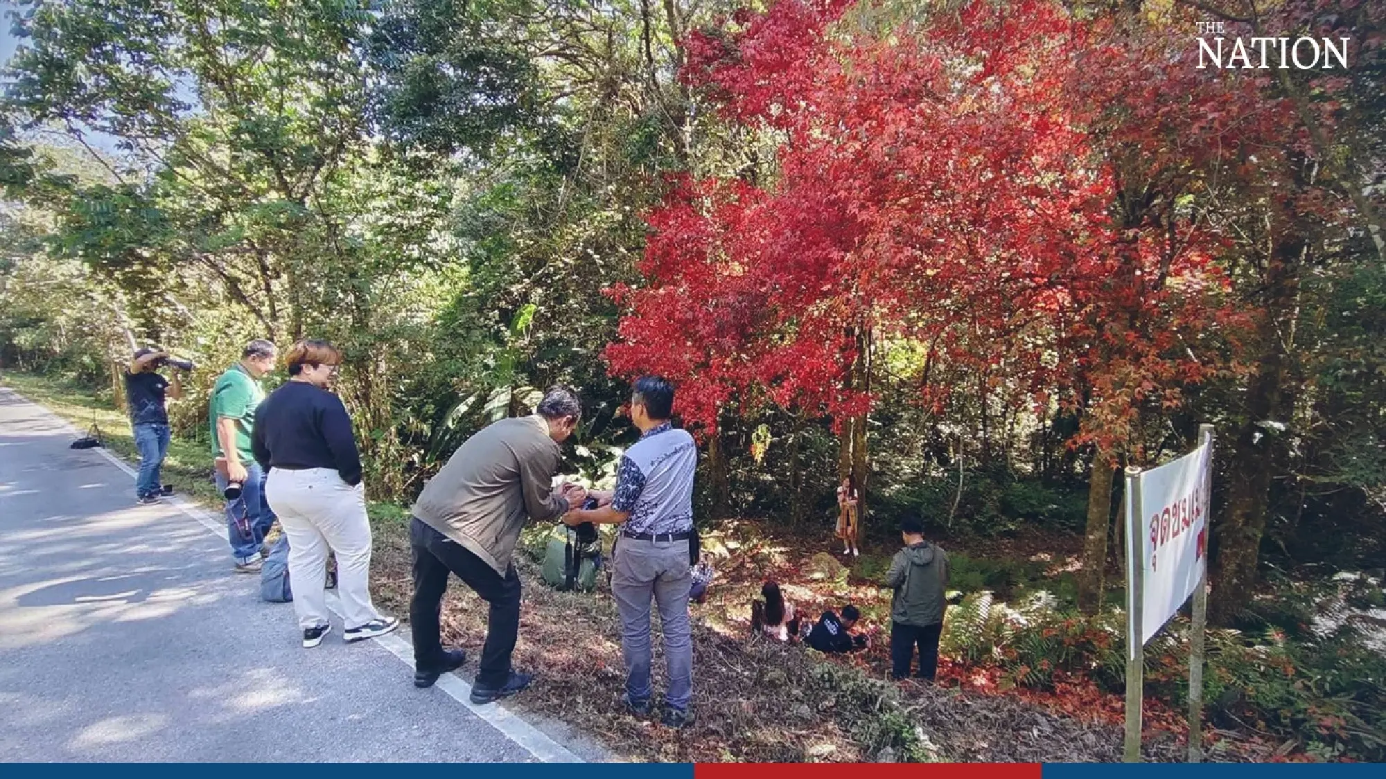 maple - Photo 12