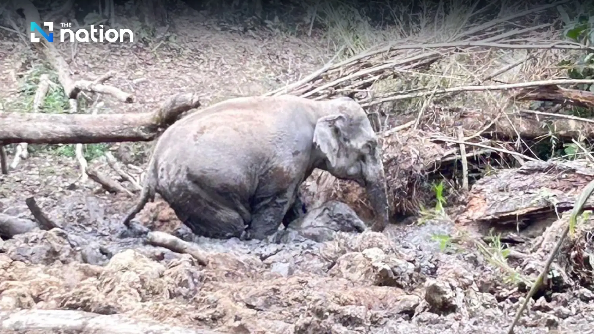 Wild elephant herd reclaims rescued elephant calf in Phetchabun - Photo 4