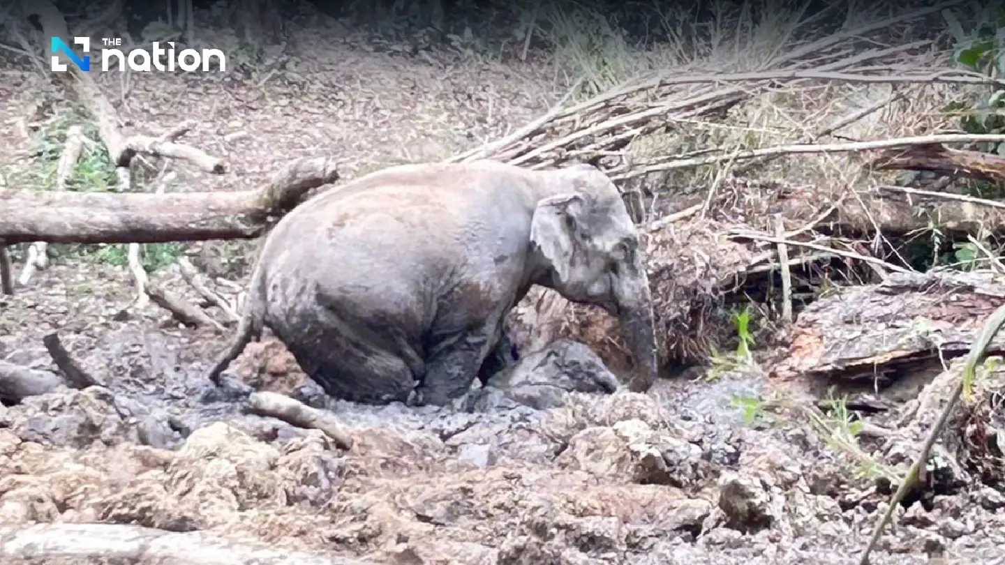 Wild elephant herd reclaims rescued elephant calf in Phetchabun - Photo 4