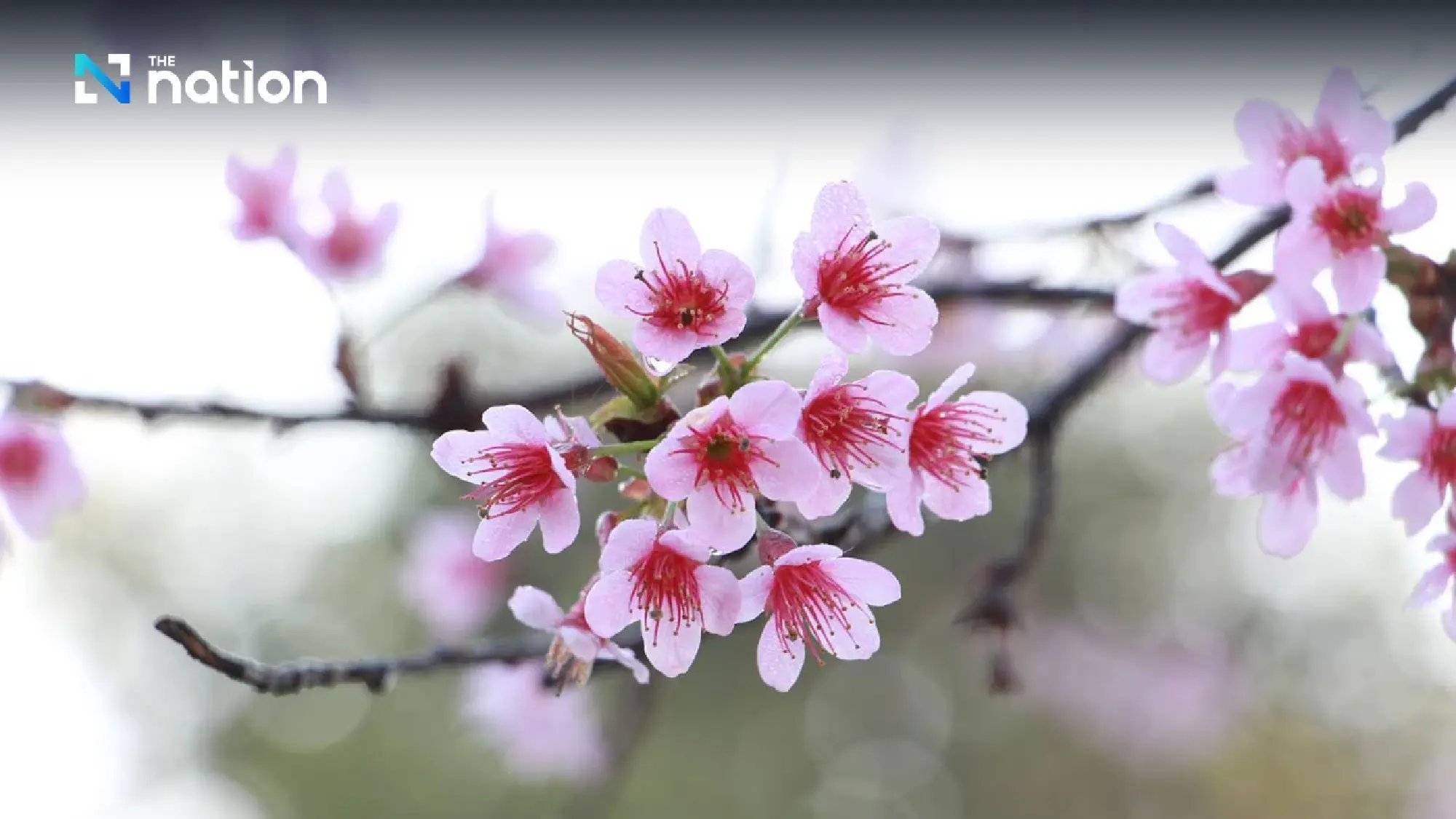 Myanmar invites Thais, foreigners to annual cherry blossom festival in Shan State - Photo 1