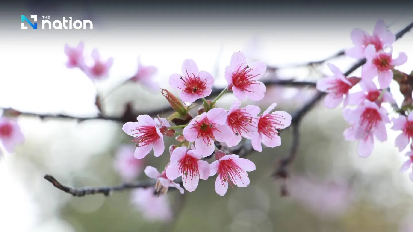 Myanmar invites Thais, foreigners to annual cherry blossom festival in Shan State - Photo 1