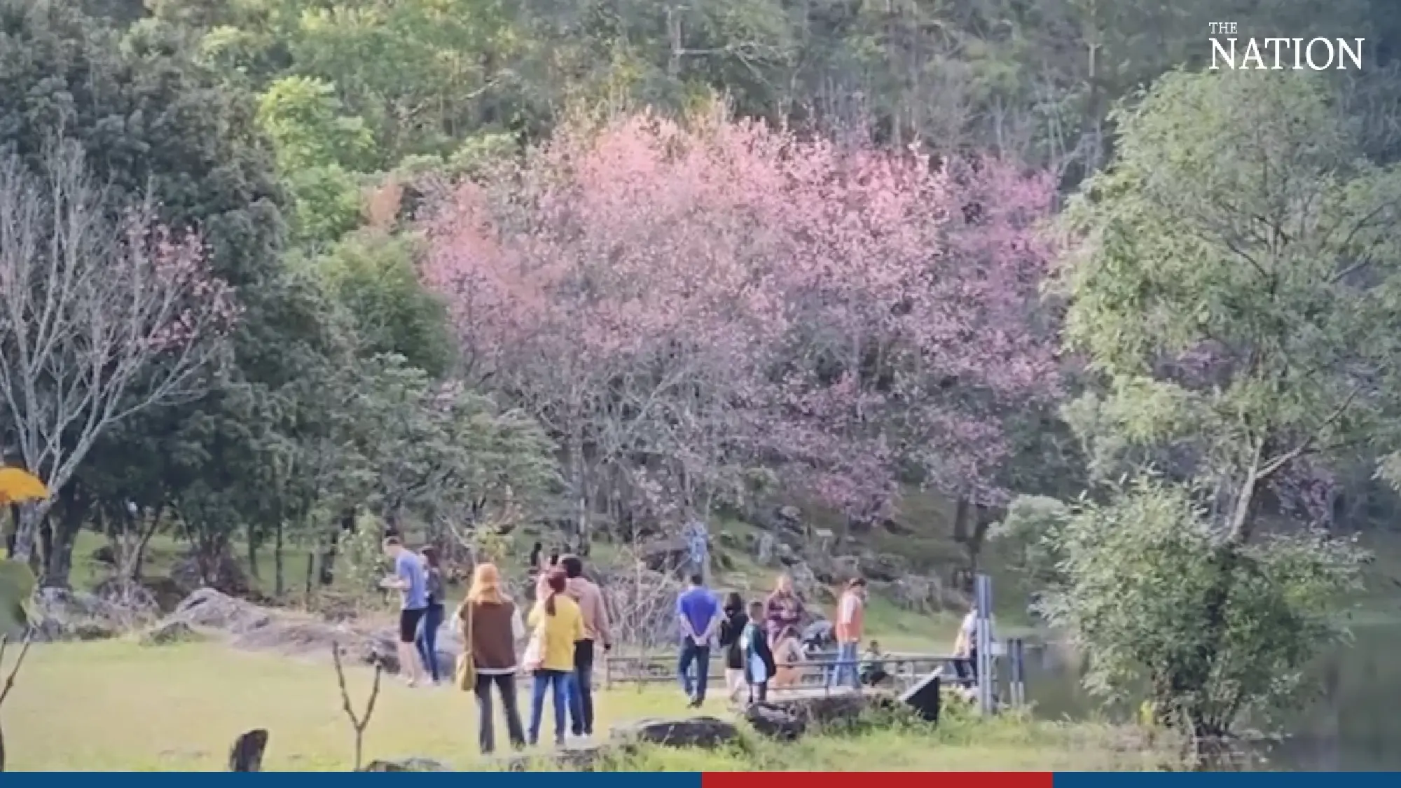 Doi Inthanon Park decked in pink - Photo 5