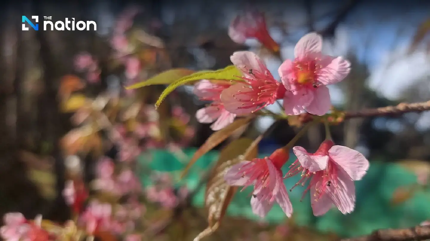 Myanmar invites Thais, foreigners to annual cherry blossom festival in Shan State - Photo 4