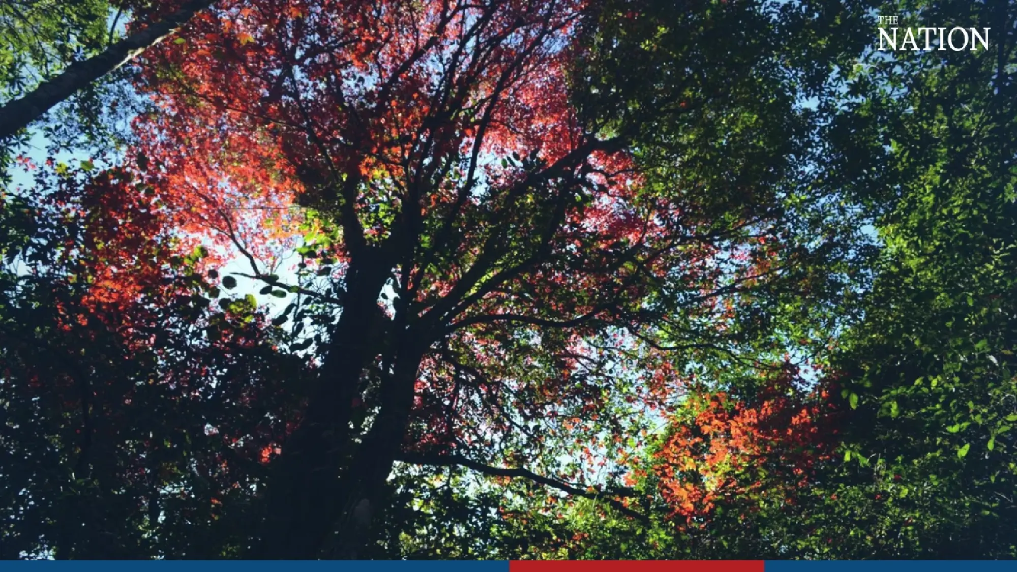 maple - Photo 11
