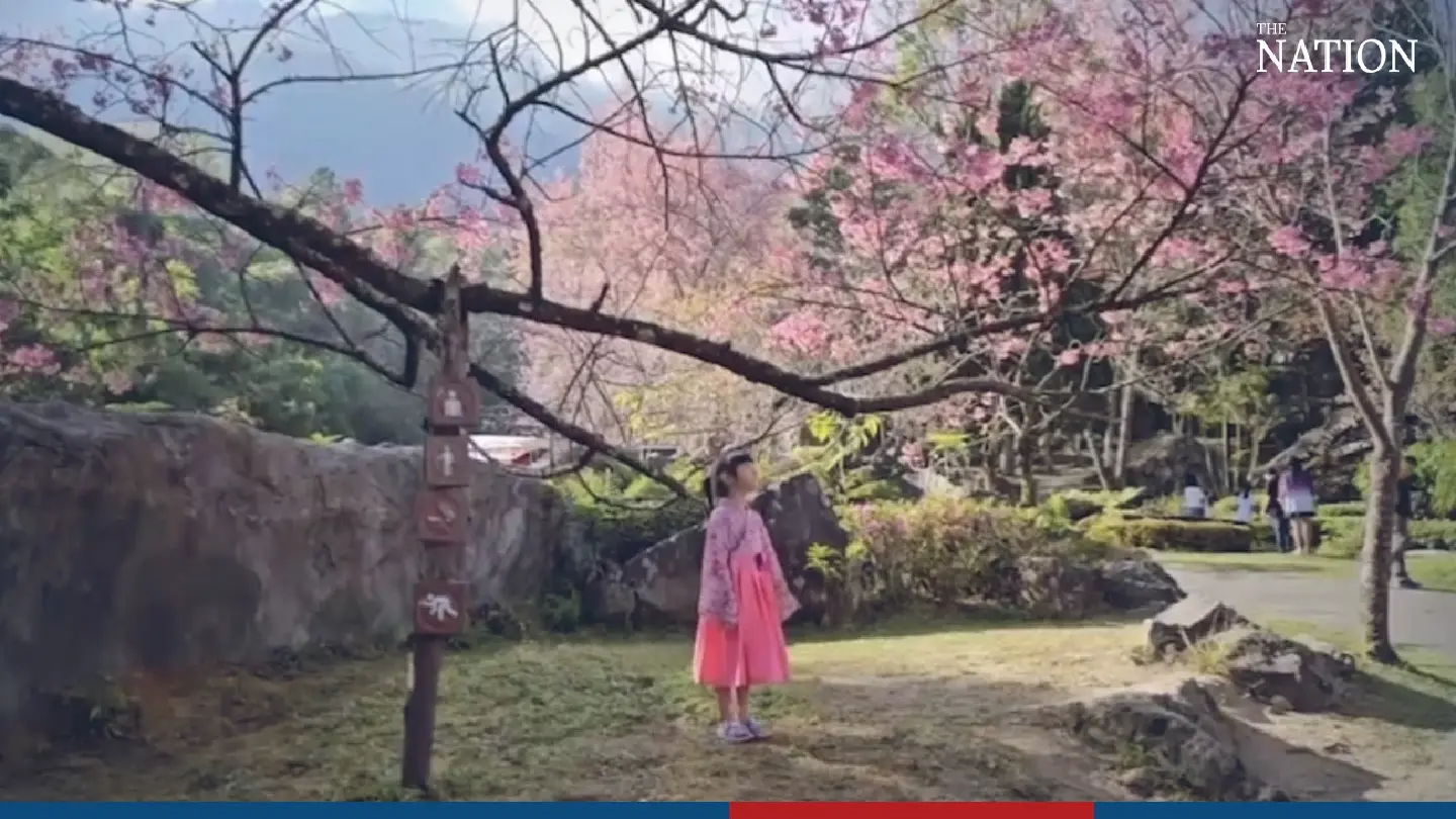 Doi Inthanon Park decked in pink