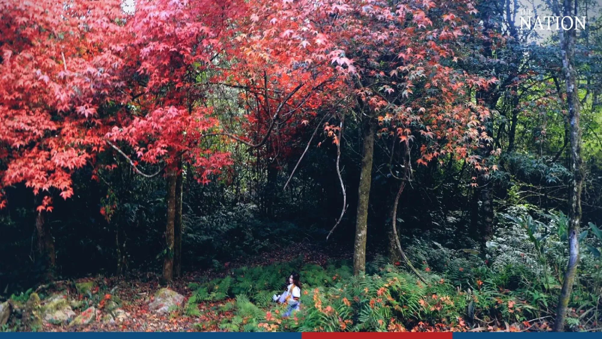 maple - Photo 4