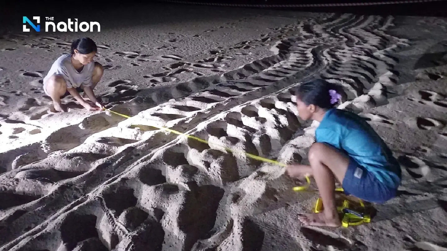 Phang Nga park officials find dead leatherback turtle and 92 fertilised eggs - Photo 3