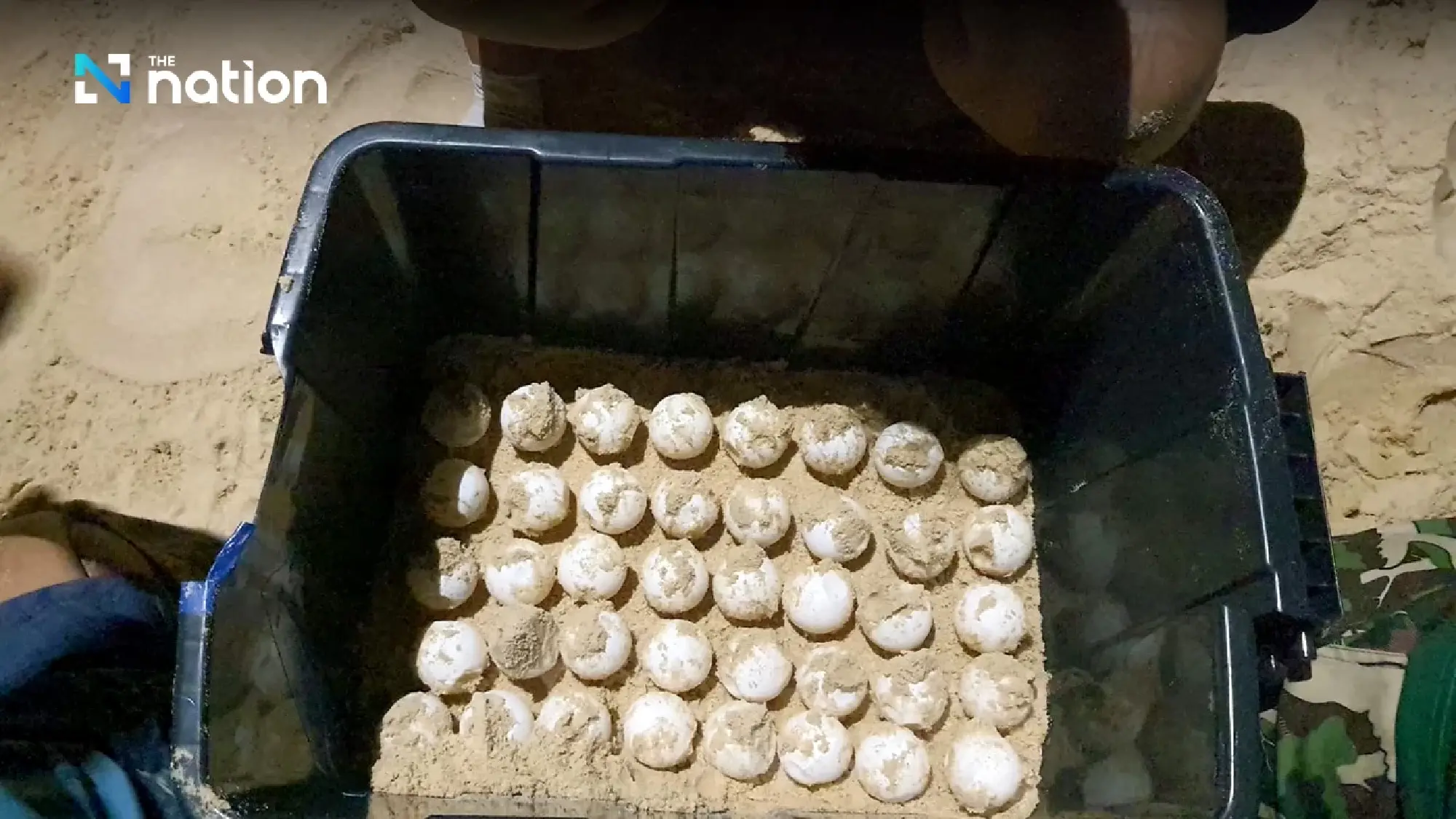 Phang Nga park officials find dead leatherback turtle and 92 fertilised eggs - Photo 6