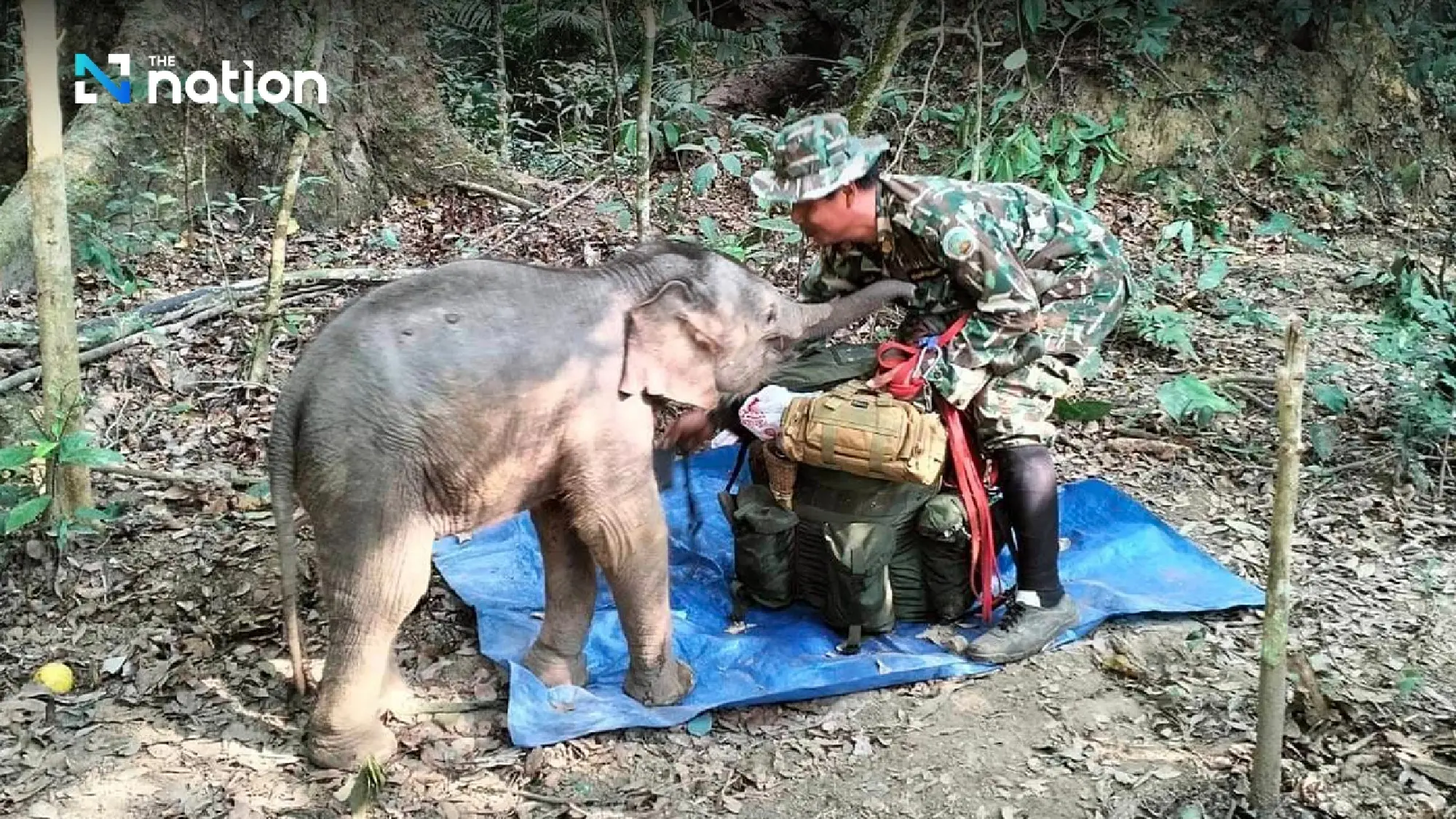 Wild elephant herd reclaims rescued elephant calf in Phetchabun - Photo 5