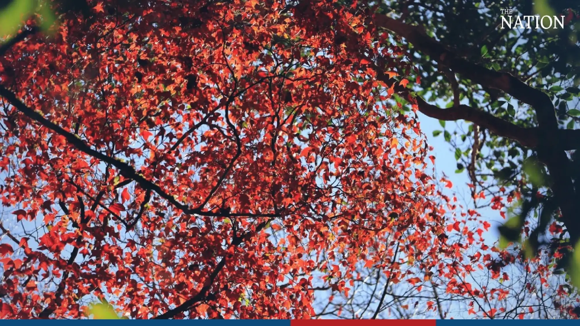 maple - Photo 9
