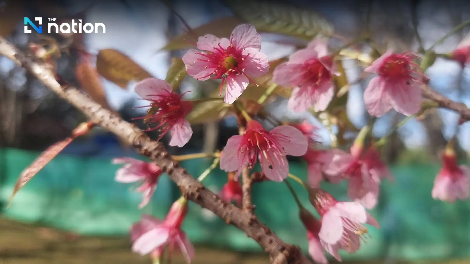 Myanmar invites Thais, foreigners to annual cherry blossom festival in Shan State - Photo 5