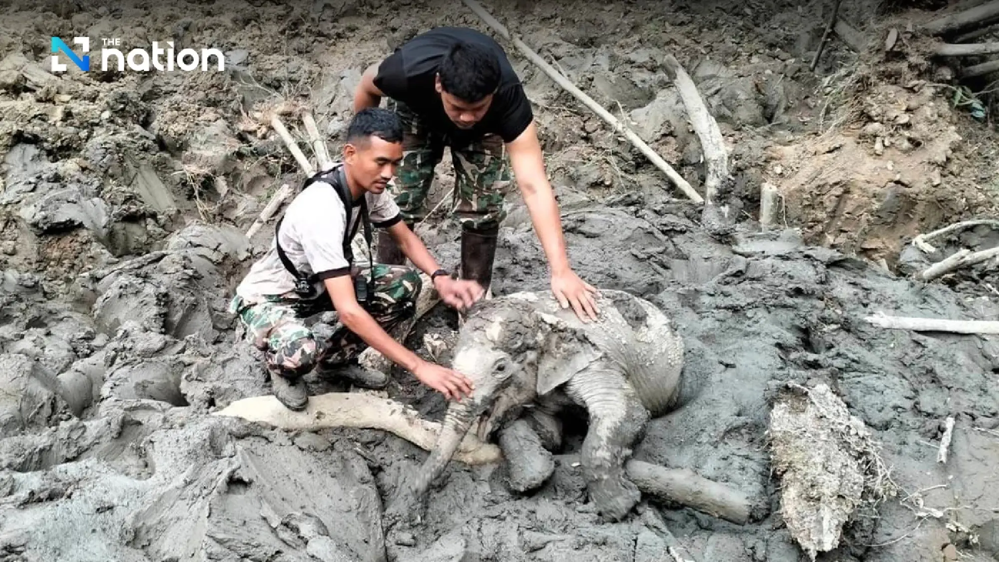 Wild elephant herd reclaims rescued elephant calf in Phetchabun - Photo 2