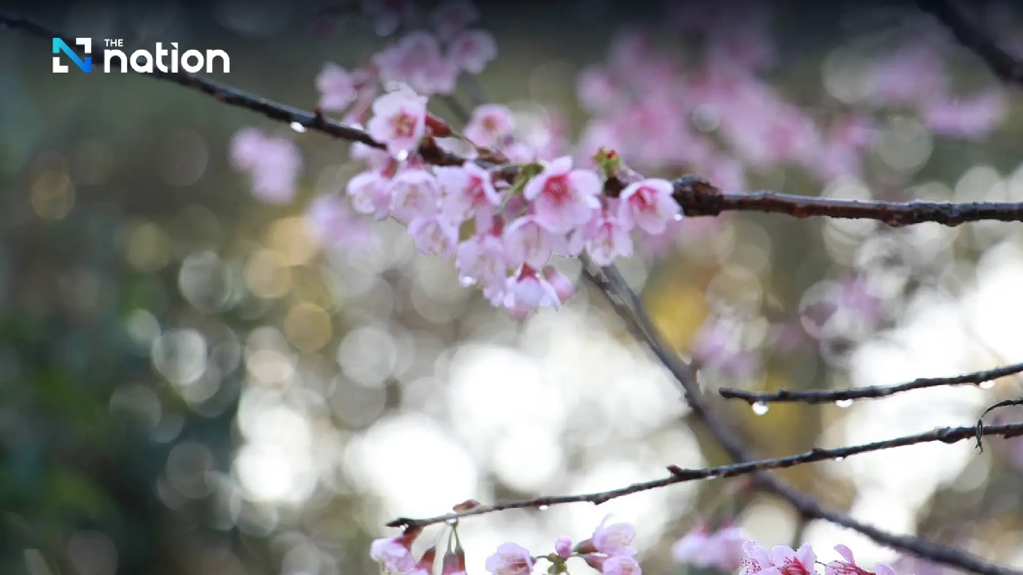 Myanmar invites Thais, foreigners to annual cherry blossom festival in Shan State - Photo 2