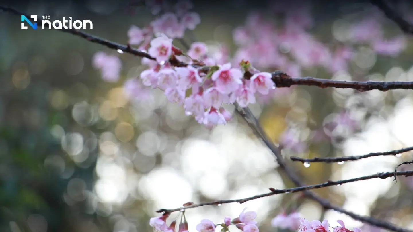 Myanmar invites Thais, foreigners to annual cherry blossom festival in Shan State - Photo 2