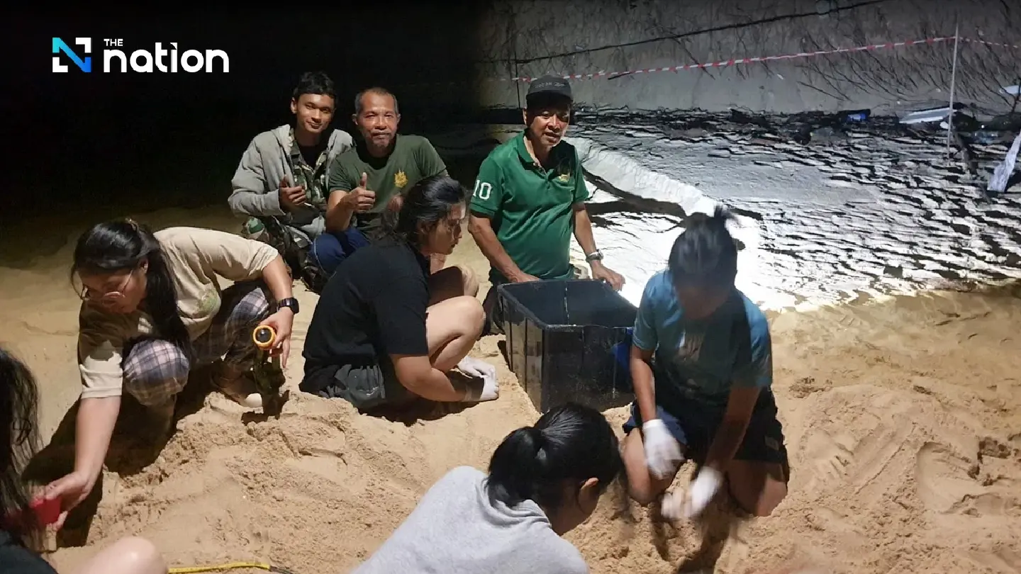 Phang Nga park officials find dead leatherback turtle and 92 fertilised eggs - Photo 1